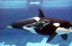 Всемирный день китов День дельфина: интересные факты